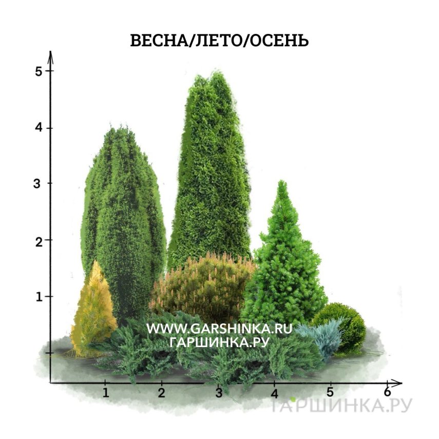 Миксбордер из хвойных для 3-4 зоны зимостойкости