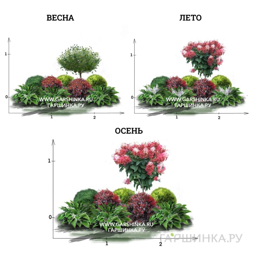 Цветник с гортензией на штамбе