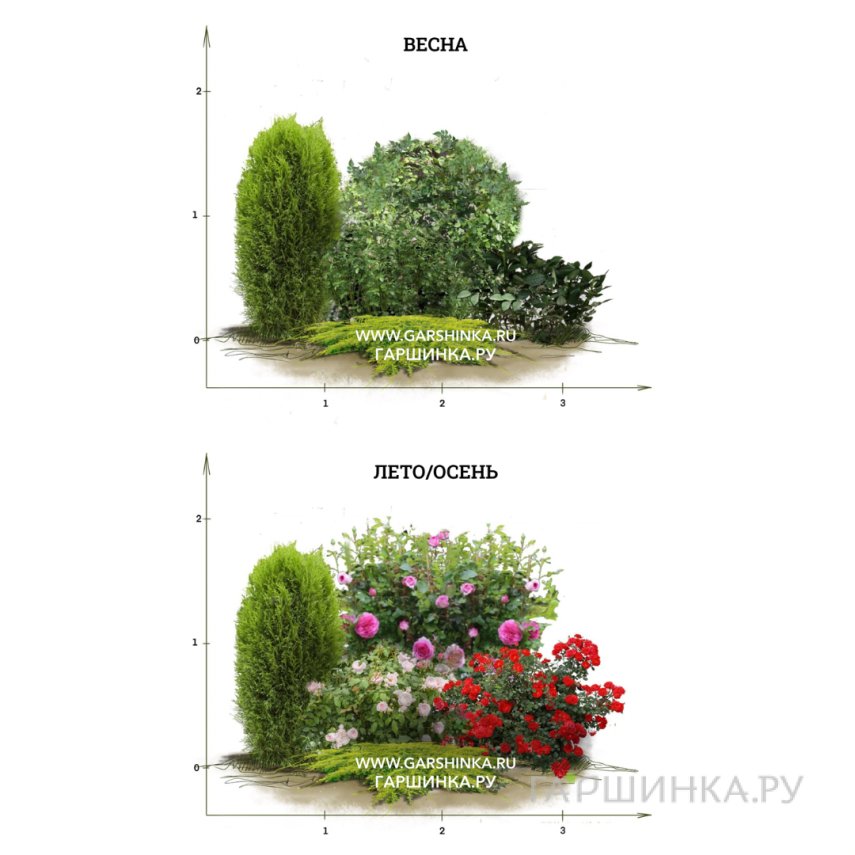 Цветник с розами