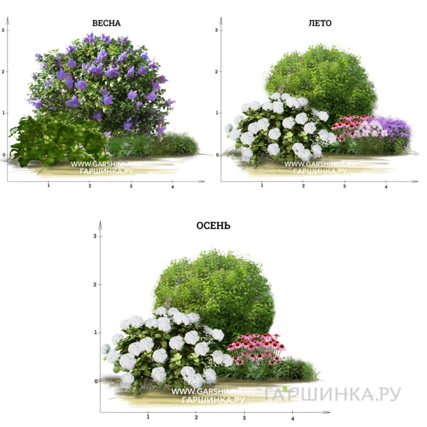 Цветник с сиренью
