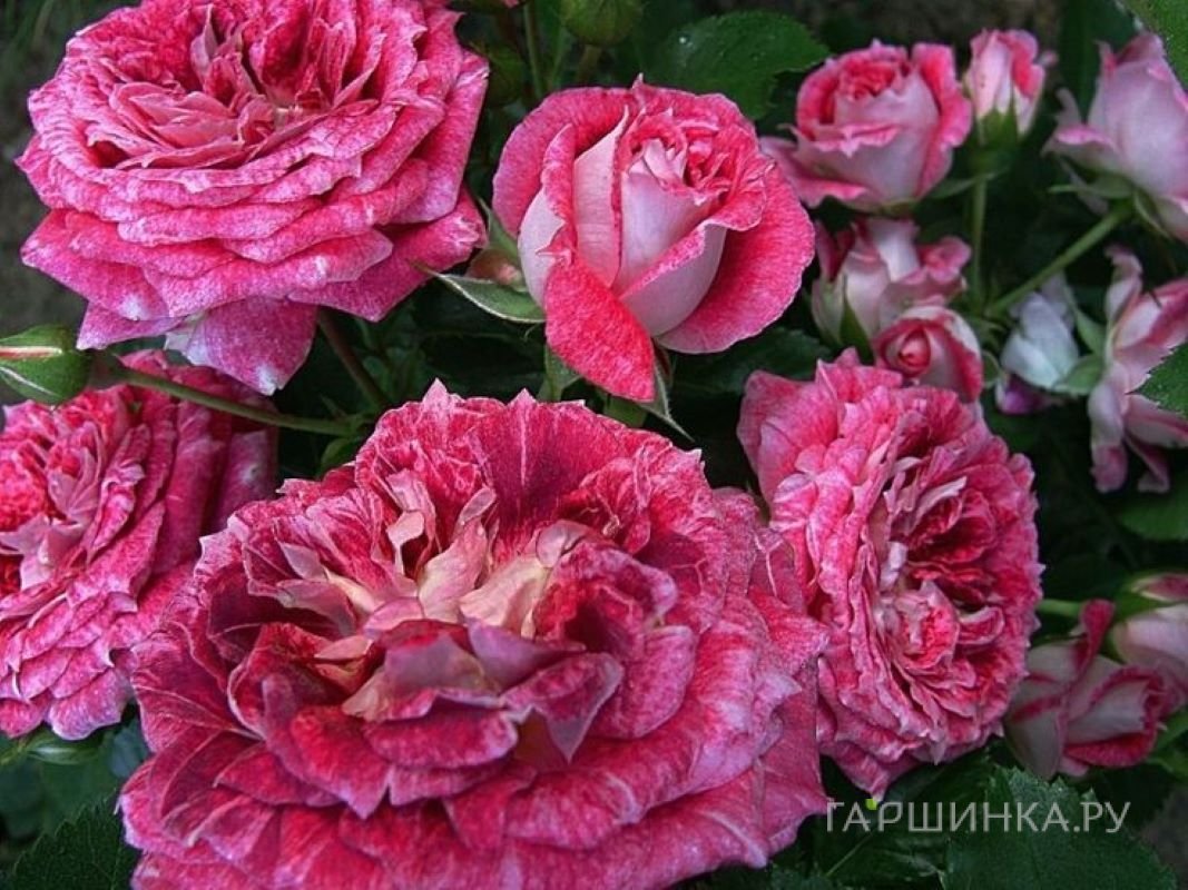 Роза Летс Селебрейт флорибунда, Imperial Rose