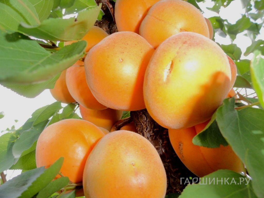 Абрикос Десертный
