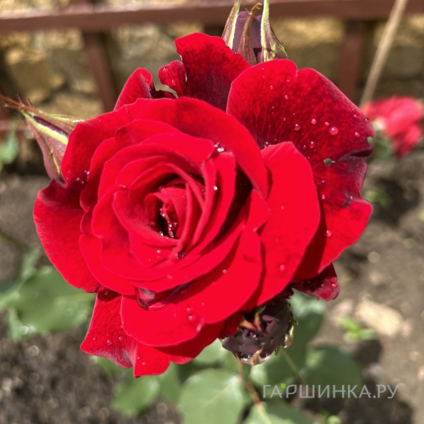 Роза Дон Жуан плетистая, Imperial Rose