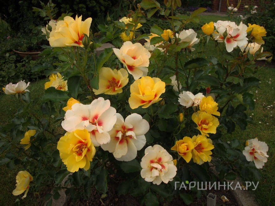 Роза Айконик