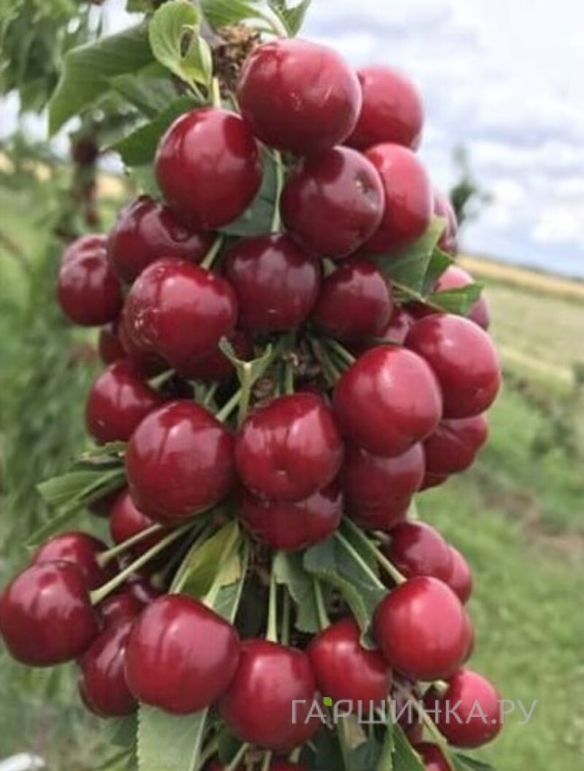 Черешня Хелена