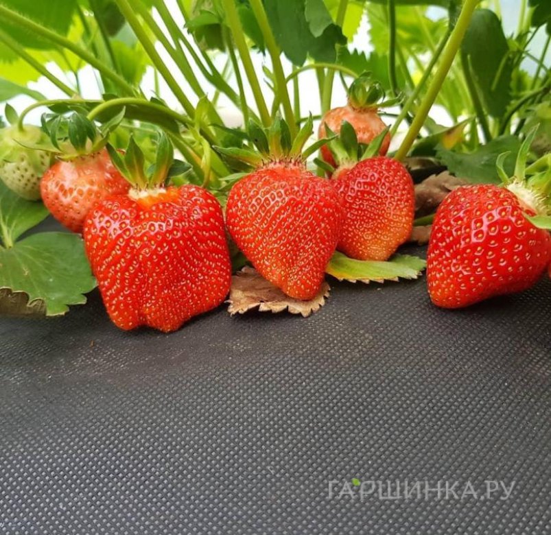 Клубника Азия 3 шт