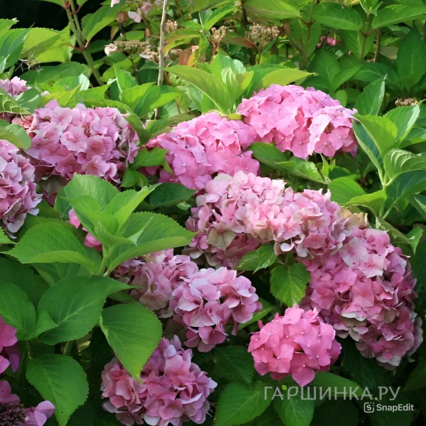 Гортензия Мисс Хепберн крупнолистная (макрофила)