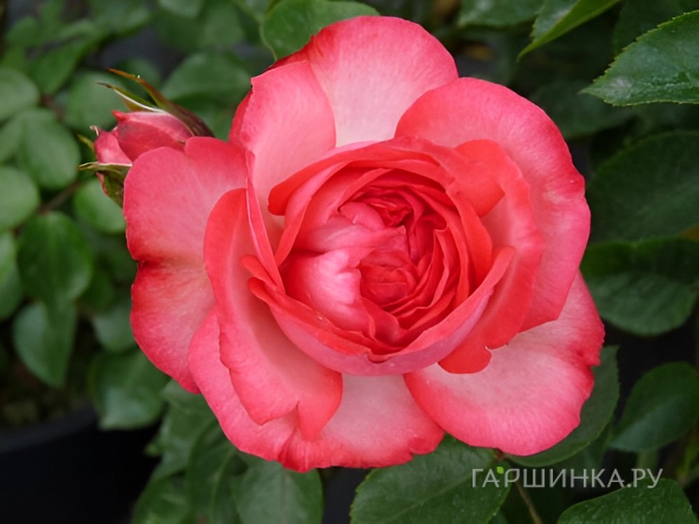 Роза Антик