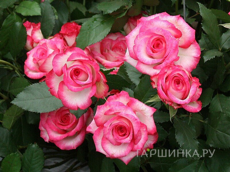 Роза Арифа флорибунда