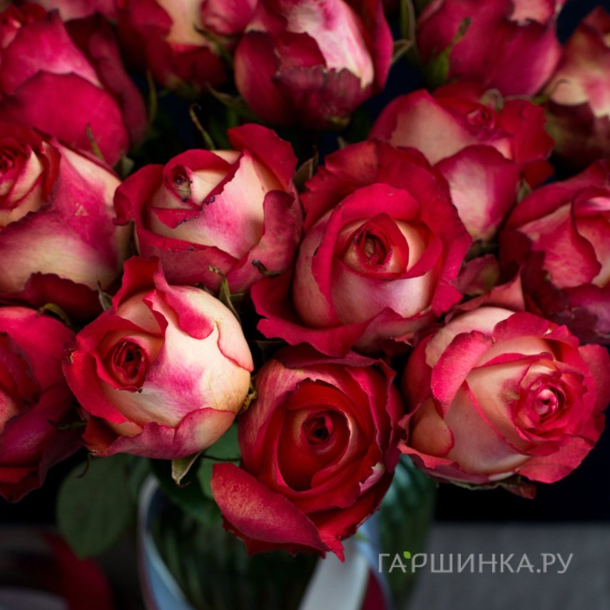 Роза Игуана