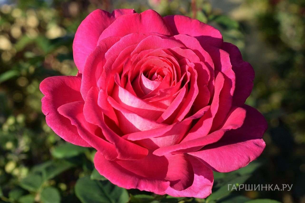 Сексуман трахает қара жопы Бұзылған анальды секстің салдары (фото)