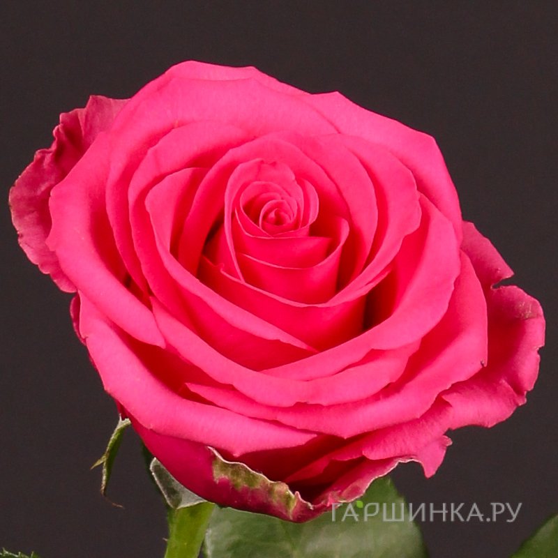 Роза Тенге Венге