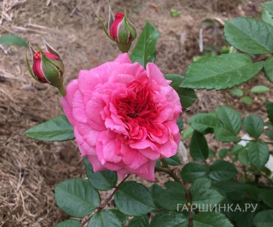 Роза Заида шраб