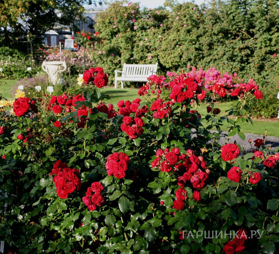 Роза Красная шапочка флорибунда, Питомник роз