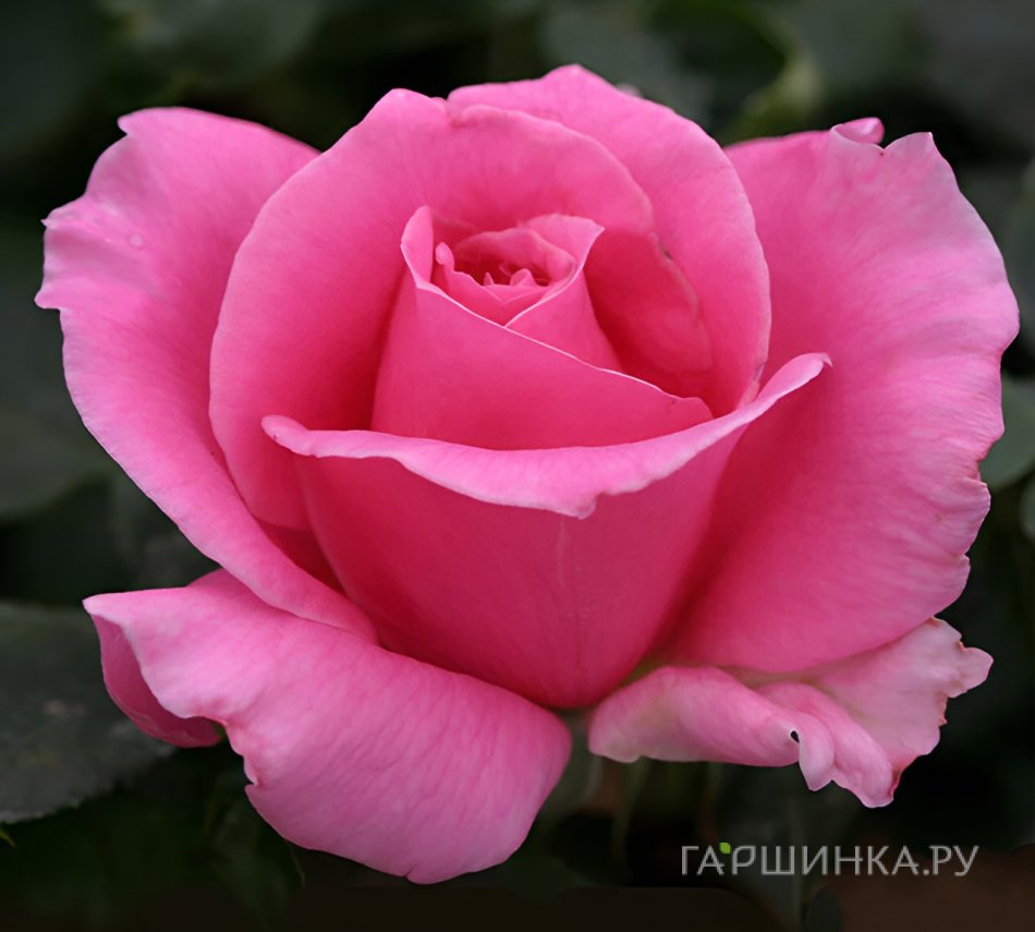 Роза Эйфелева Башня