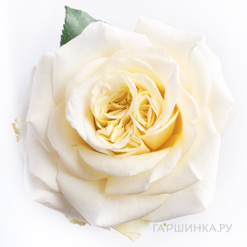 Роза Вайт Эшли чайно-гибридная