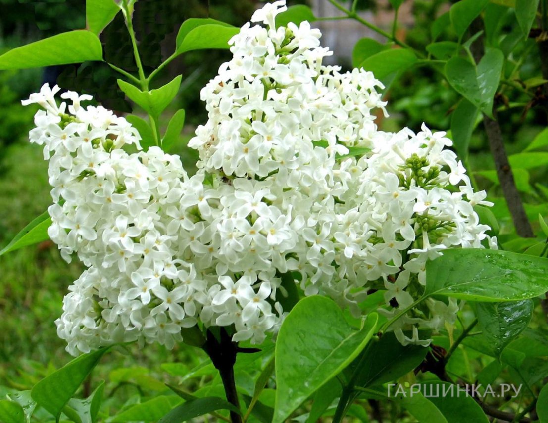 Сирень Ян Ван Тол