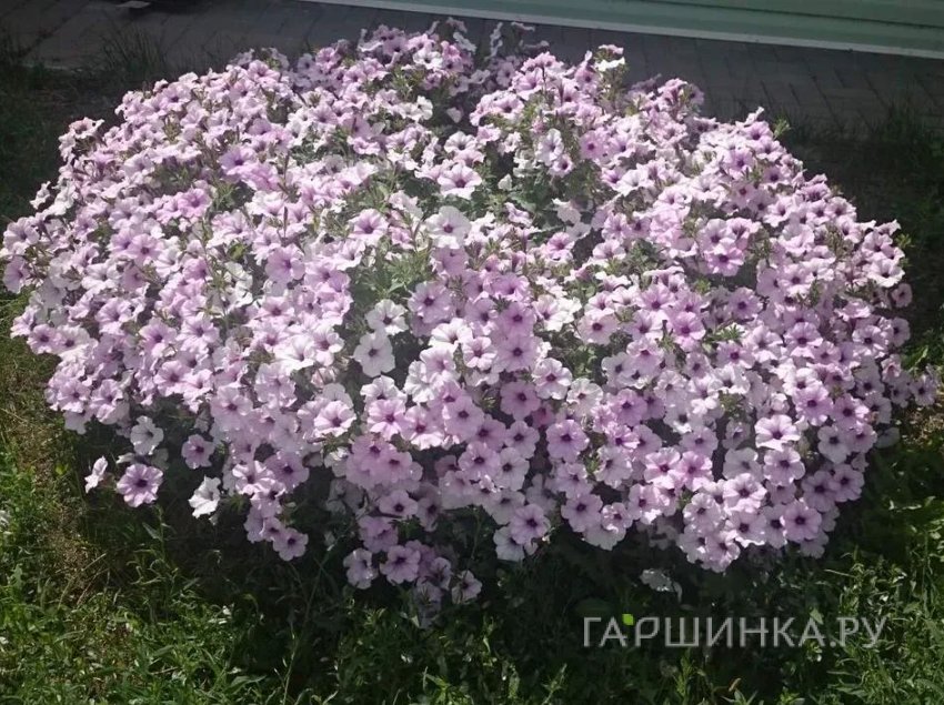 Семена Петуния Тайдал Вэйв Сильвер ампельная (драже) 5 шт