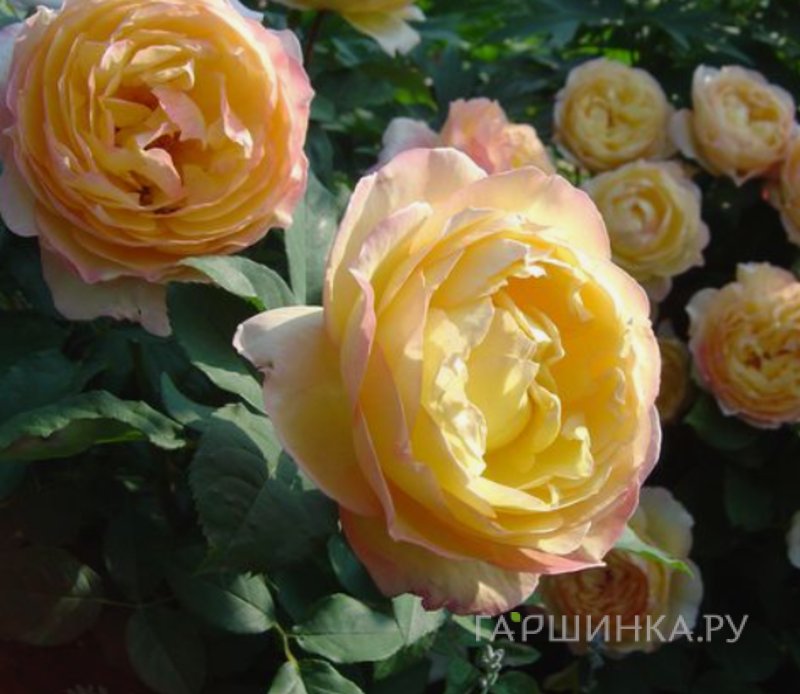Роза Велл Бинг шраб