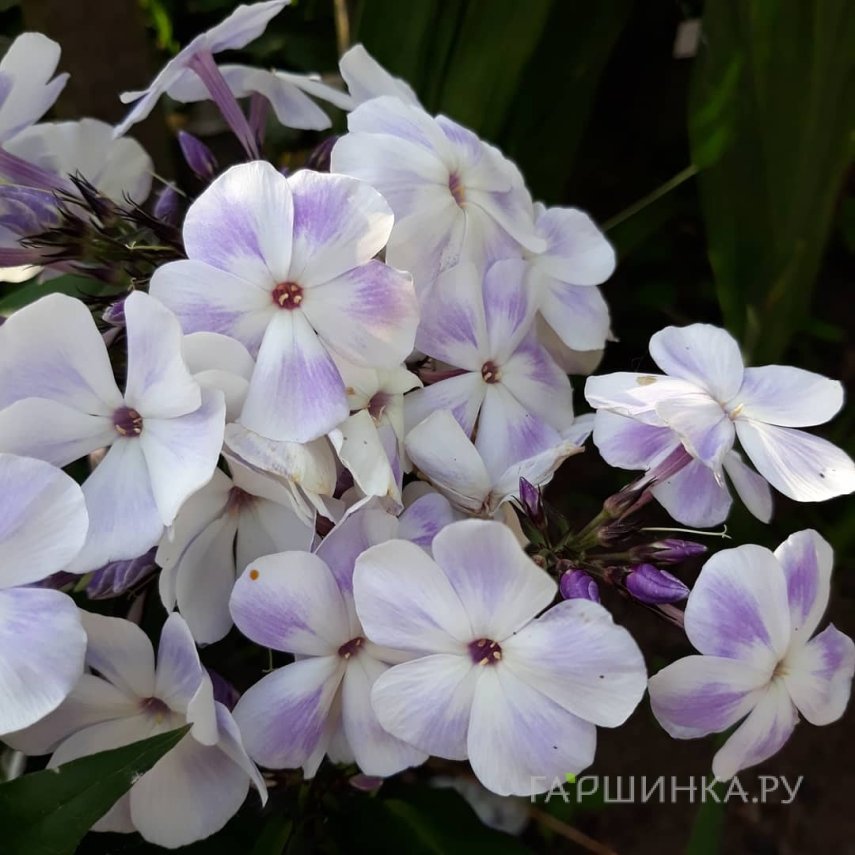 Флокс Облако
