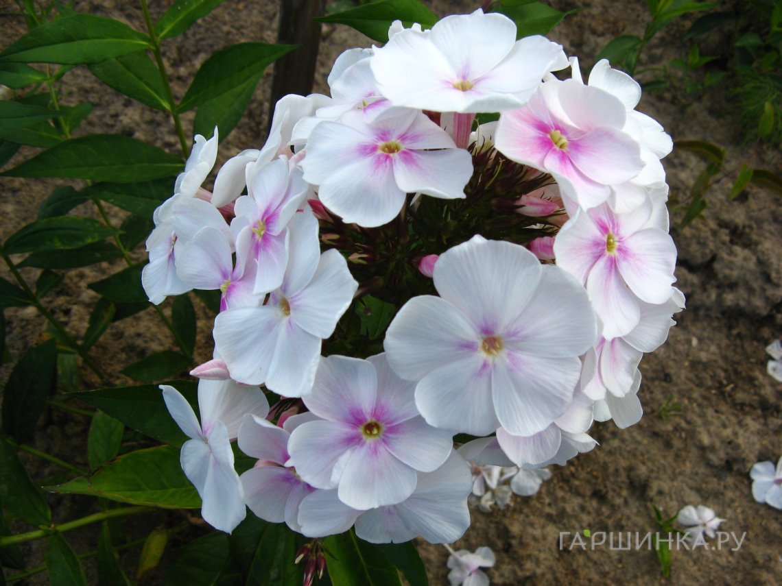 Флокс Зефир