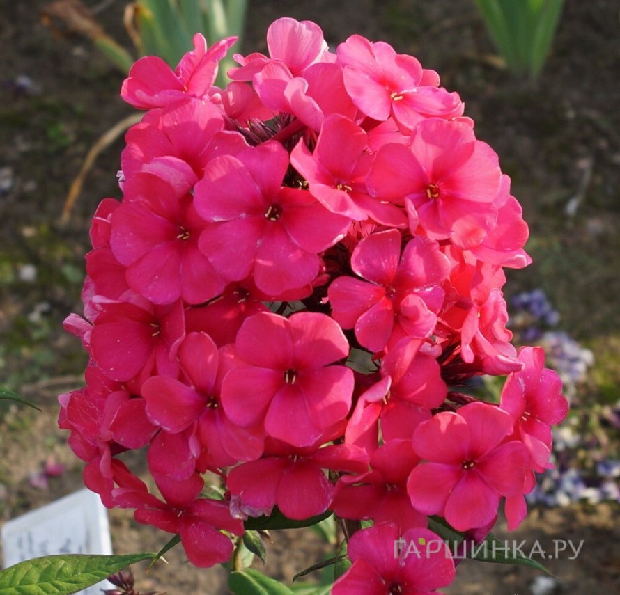 Флокс Маргарита
