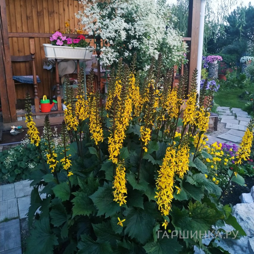 Бузульник Зе Рокет