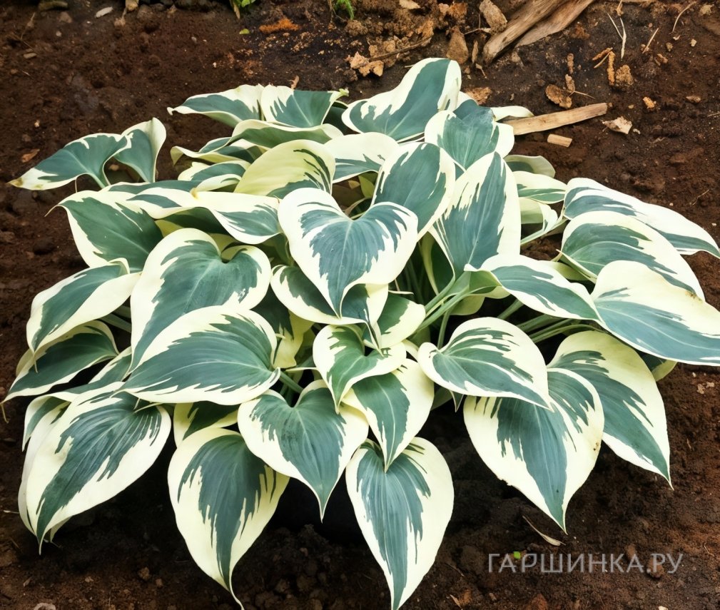 Хоста Фирн Лайн (M)