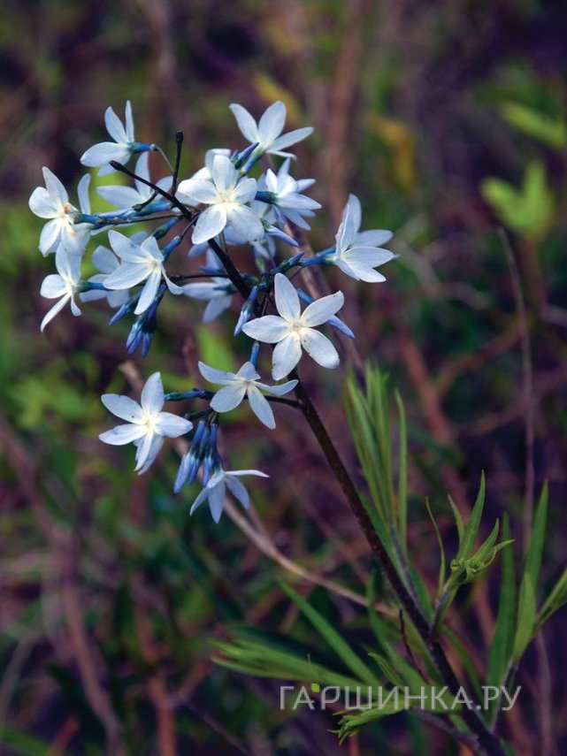 Амсония  ciliata