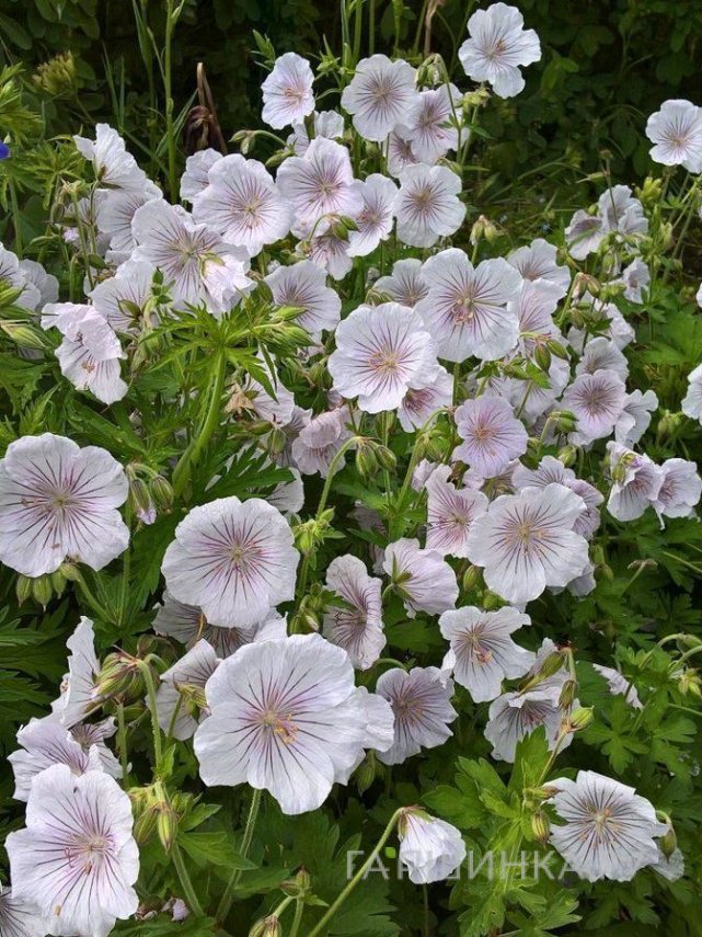 Аргентина карнавалының порносын қараңыз Жапон эротикасының фотосуреттері мен бейнелері