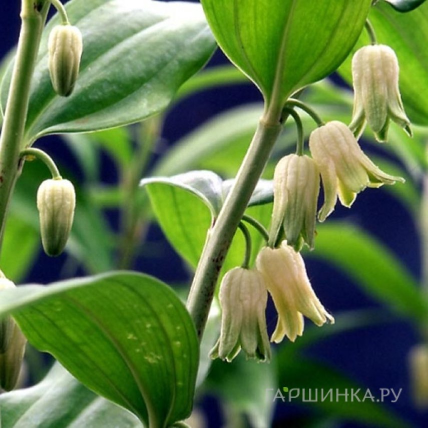 Диспоропсис Перни