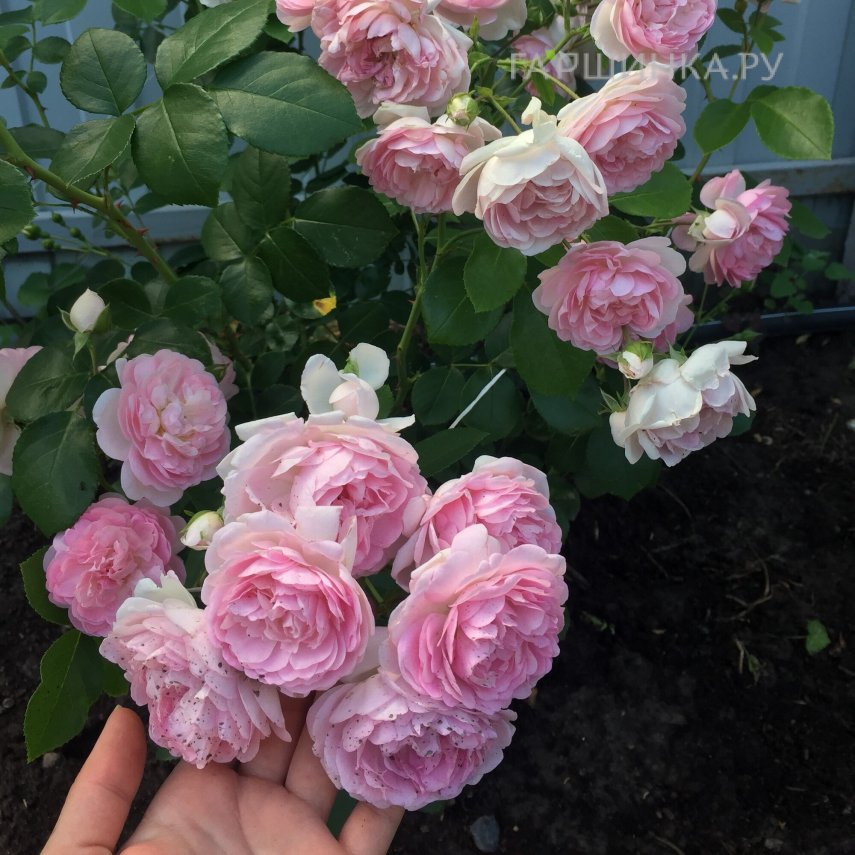 Роза Жасмина плетистая, Кордес