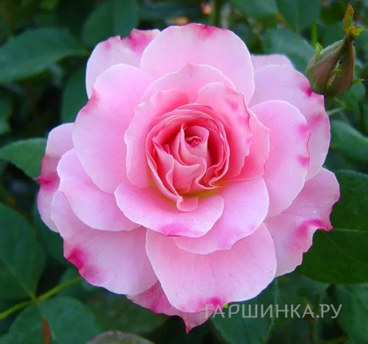 Роза Шарль Азнавур, Мейян