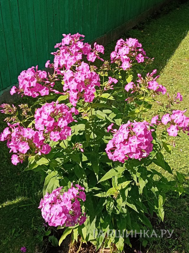 Флокс Кокетка