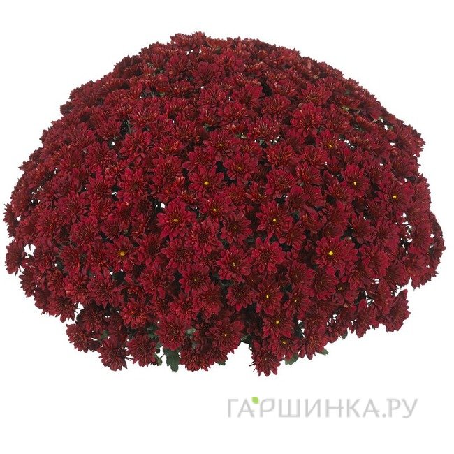 Хризантема мультифлора Санбим Ред