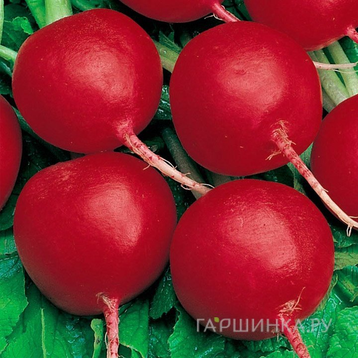 Семена Редька Северянка 1гр