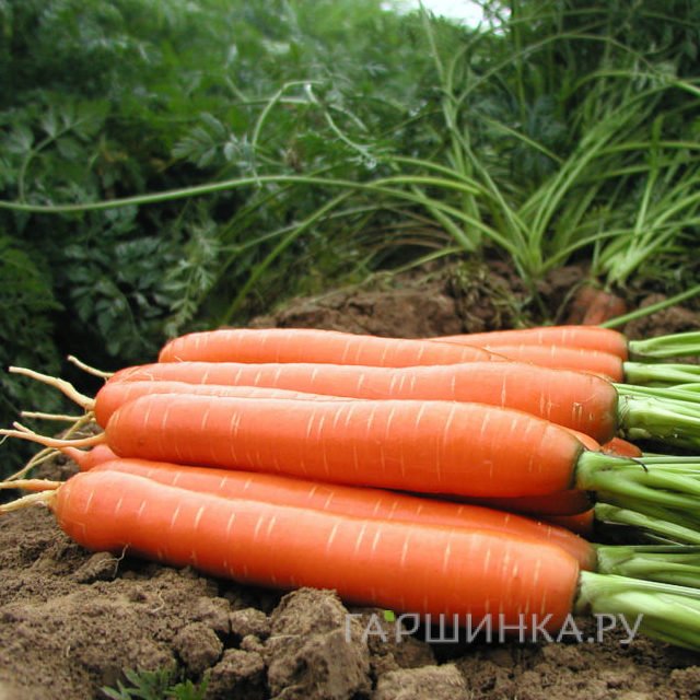 Семена Морковь Монастырская 2г