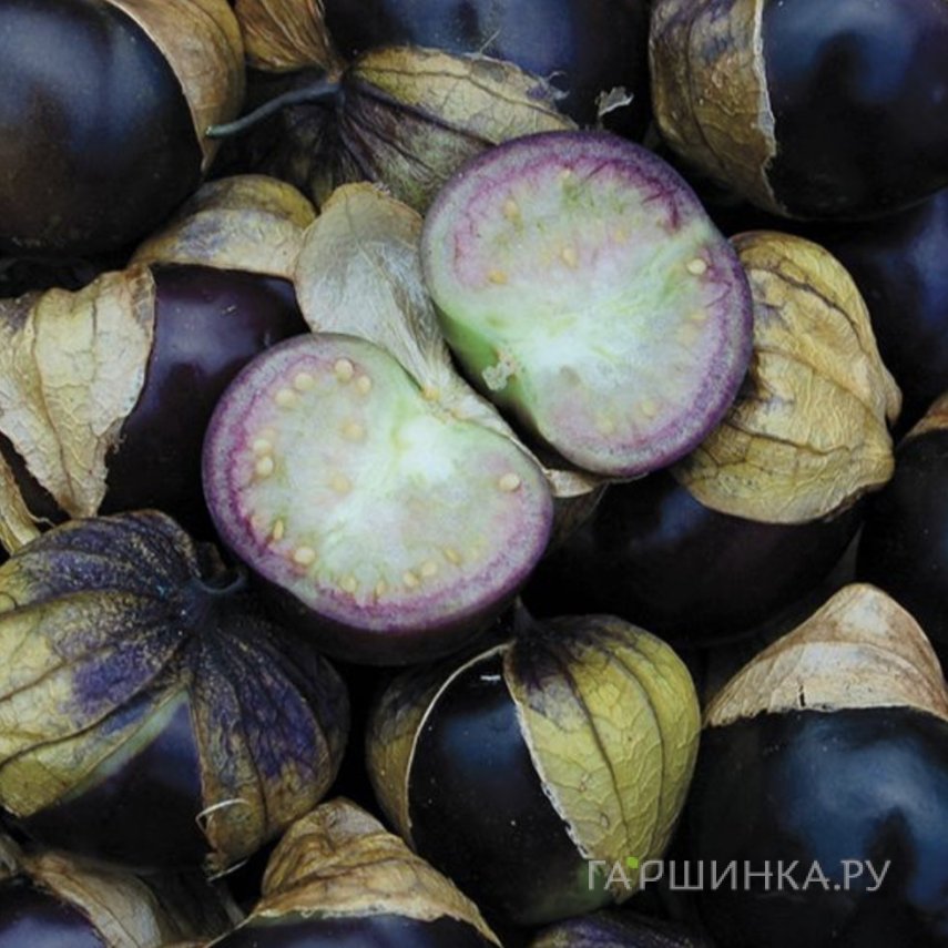 Семена Физалис Сливовый джем