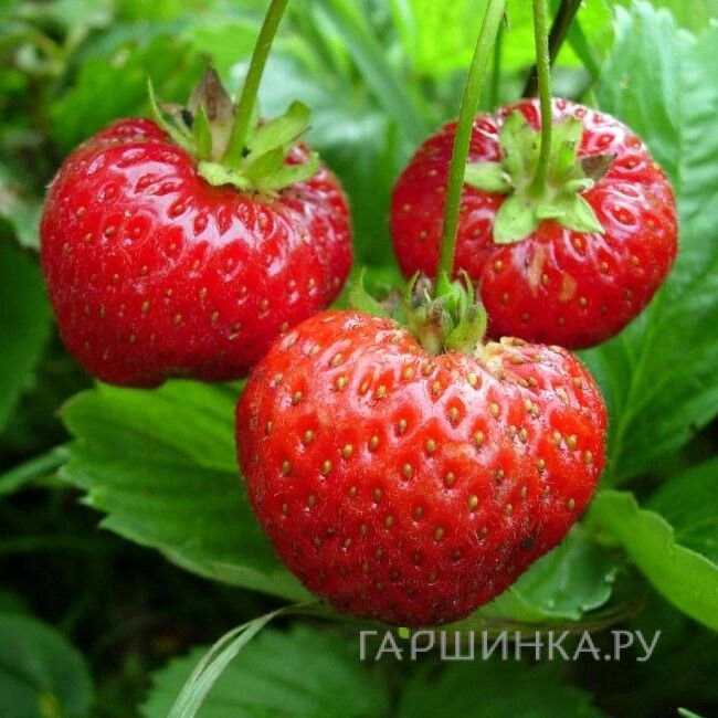 Семена Земляника Аромат лета