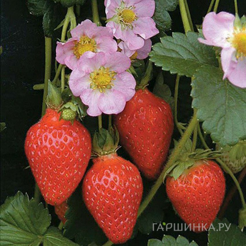 Семена Клубника Мерлан F1 ремонтантная