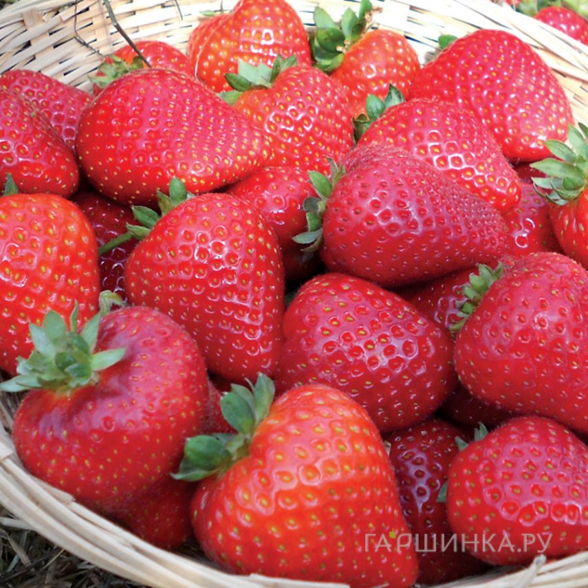 Семена Земляника Сладкий поцелуй