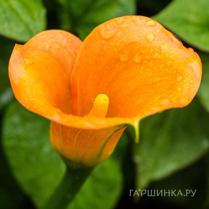 Калла Мерседес