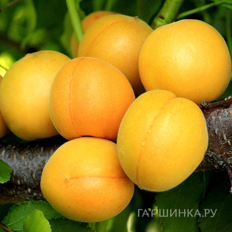 Абрикос Викинг
