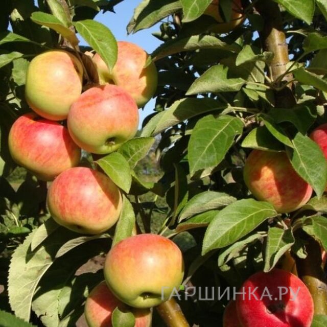 Яблоня Луч колоновидная