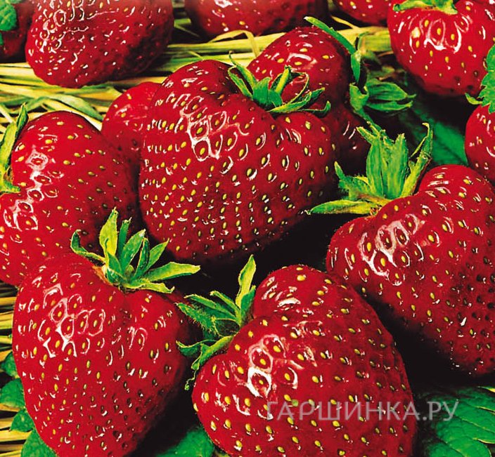 Семена Земляника Московский деликатес 10шт