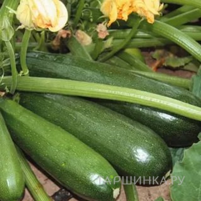Семена Кабачок Аэронавт 12шт