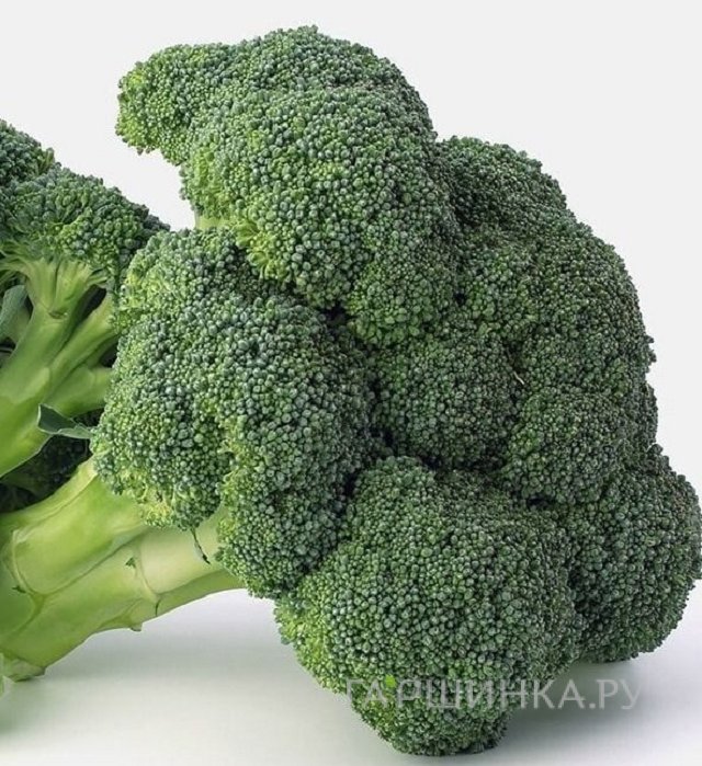 Семена Капуста брокколи Фортуна 0,5г