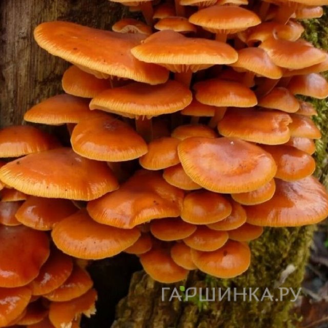 Опенок зимний 12шт