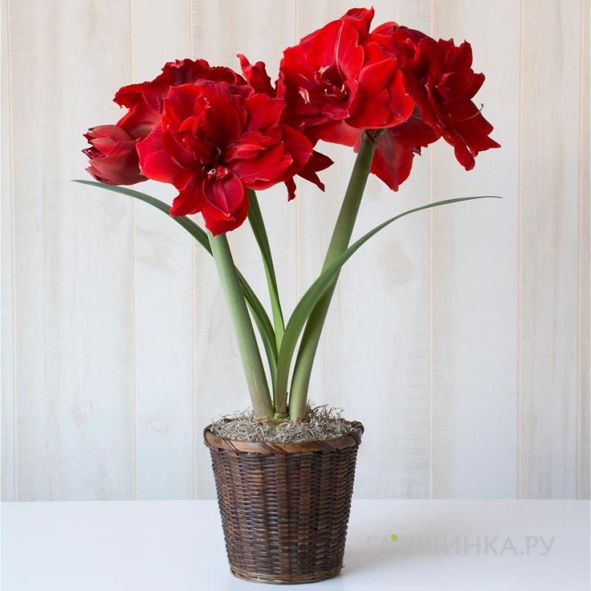 Гиппеаструм Ред Торро