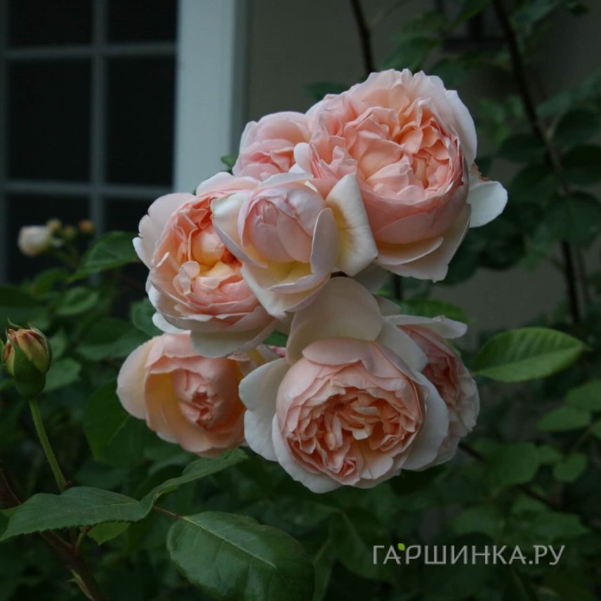 Роза Эвелин, Д.Остин кустарниковая